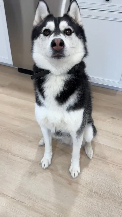 The Husky Moon top-performing Facebook video
